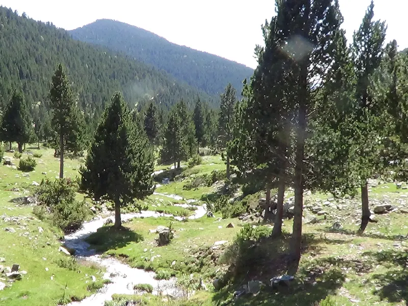 Bosc del Pic de l’Orri (Rubió, Pallars Sobirà), fotografia d’en Valentí Turu 24 d’agost 2014