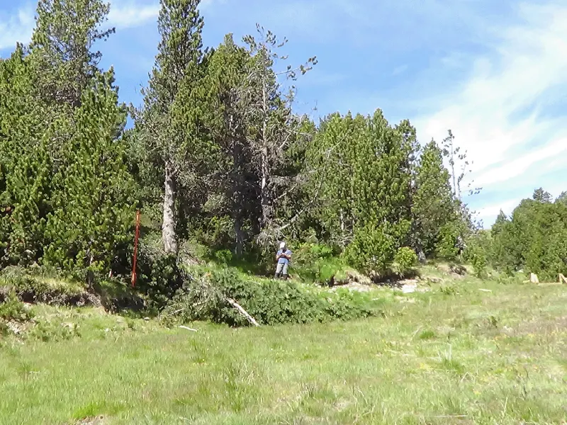 Prat i bosc als Espiolets de Soldeu (fotografia d’en Valentí Turu, 21 de juliol 2016)