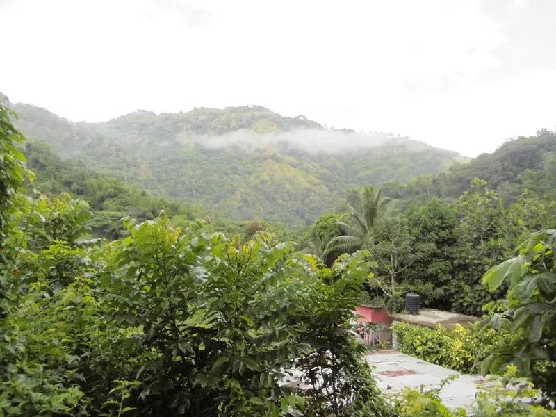 Selva tropical a Saint Mary, W Jamaica (image Valentí Turu 19-05-18)