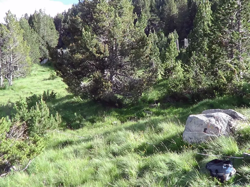 Bosc de pi negrei ginebró amb festuca a la pista d’esquí del Bosc Fosc de Soldeu (Fotografia d’en Valentí Turu, 14 de juny 2016)