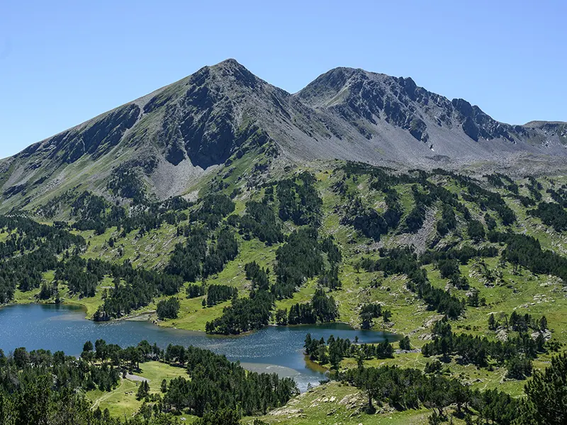 Límit del bosc de pi negre a la zona lacustre de Camporells (Cerdanya). El patró de bosc respon a l'orientació del relleu. (Fotografia 62877 : Jordi Solé Joval)