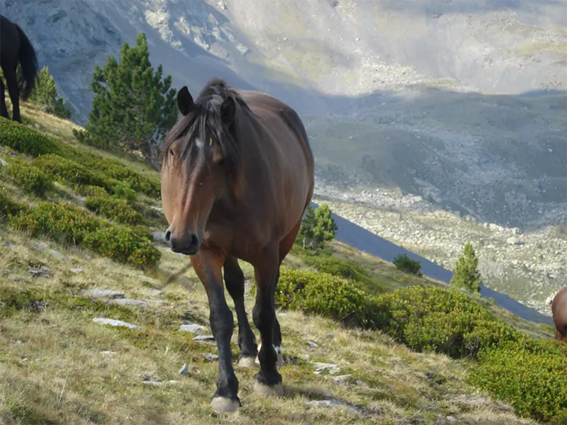 Vessant de Tor (Pallars Sobirà) al peu del pic dels Llacs (Setúria) a l’agost 2011 Fotografia de Teresa Michels